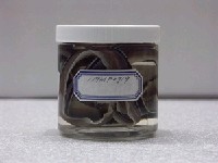 藏品(黑身管鼻鯙)的圖片